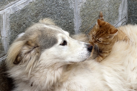 Dog&Cat