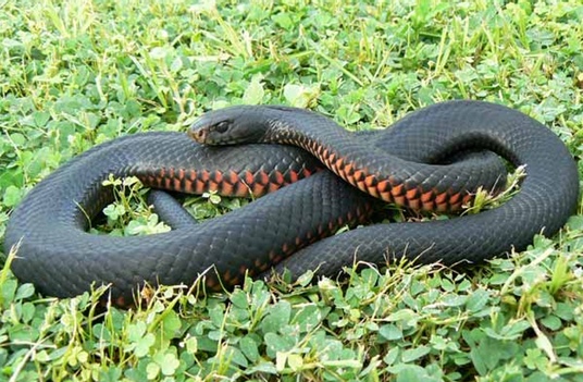 rocky snake