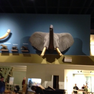 Elephant Angle CMNH