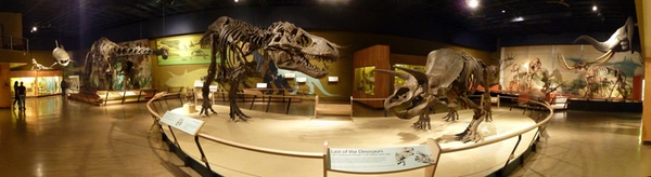 cmnh1