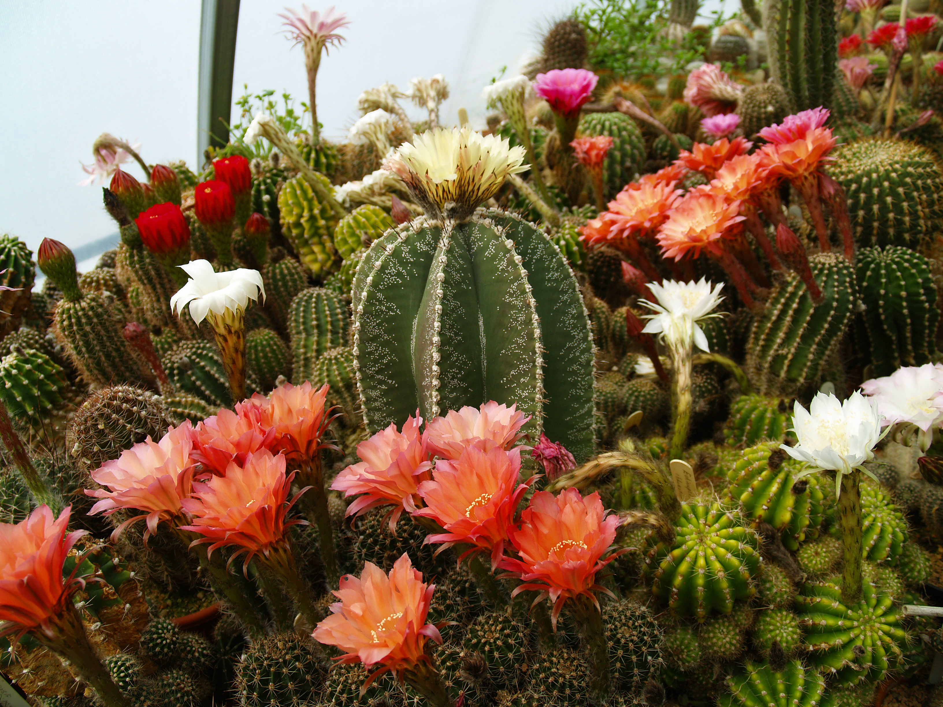 Midwest Cactus Succulent Show And Plant Sale Is Part Of Big Spring 