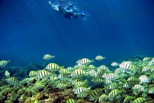 HONOLULU, HI - JANUARY 15: A school of manini fish pass over a coral reef as a snorkeler swims over at Hanauma Bay on January 15, 2005 in Honolulu, Hawaii. Many coral reefs are dying from water pollution (from sewage and agricultural runoff), dredging off the coast, careless collecting of coral specimens, and sedimentation. (Photo by Donald Miralle/Getty Images)