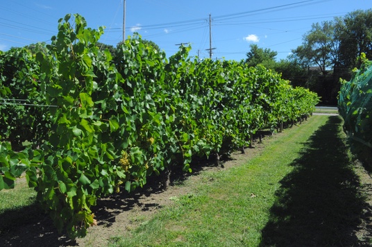 vineyard