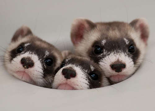 ferrets