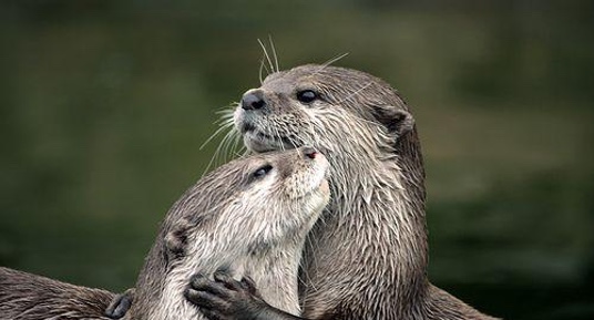 Otters