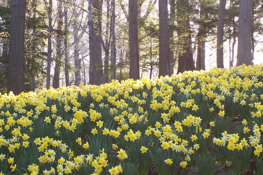 Daffodil