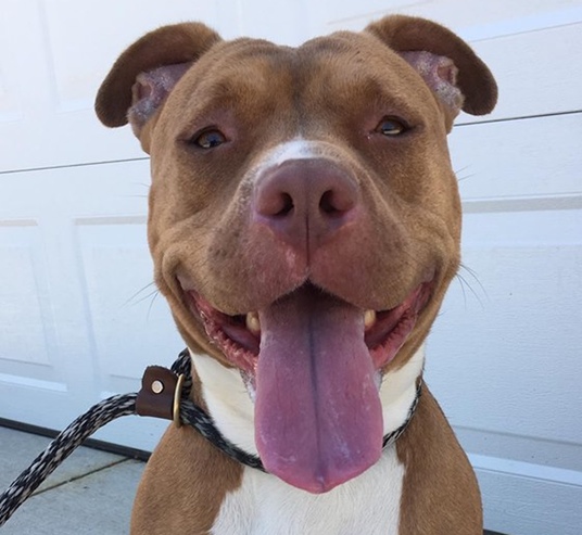 Cuyahoga County Animal Shelter Goes Scavenger Hunting in the Warehouse ...