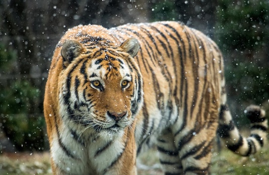 It May Be Cold Outside but the Siberian Tigers at the Cleveland Zoo Don ...