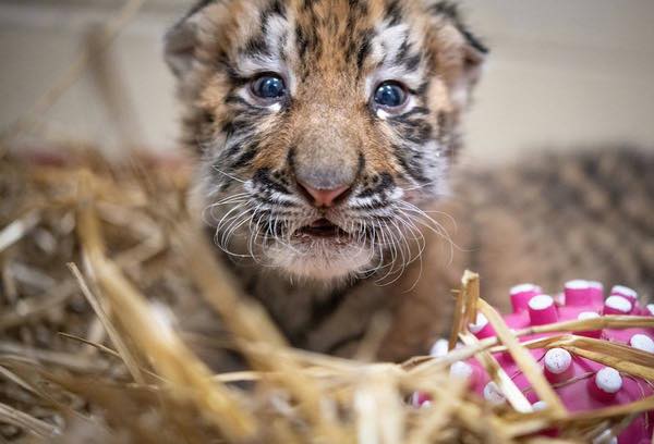 Help Cleveland Metroparks Name Zoo's Tiger Cubs 