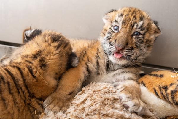 Cleveland Metroparks Zoo Has Two New Baby Tigers! | CoolCleveland