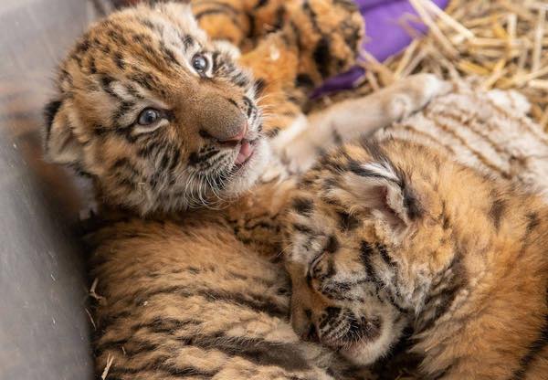 New video of adorable Amur tiger cubs at Highland Wildlife Park