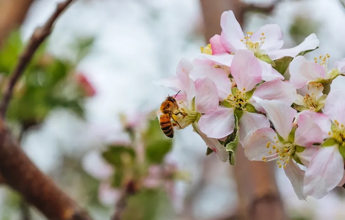 Learn How Trees Help Bees Benefit the Environment at Holden Arboretum