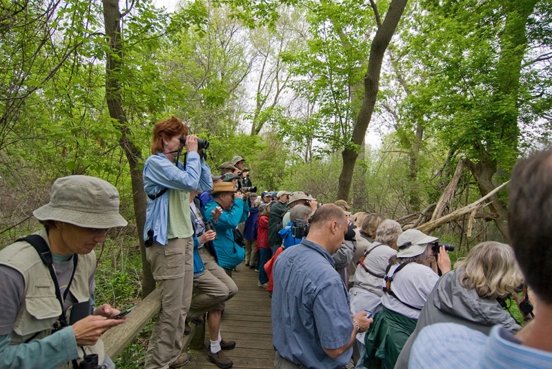 Take Part in the Biggest Week in American Birding by Claudia Taller