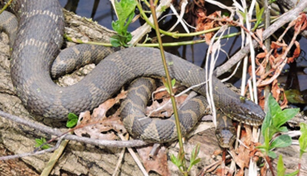 Take a Trek in the Woods with a Naturalist to Locate Snakes