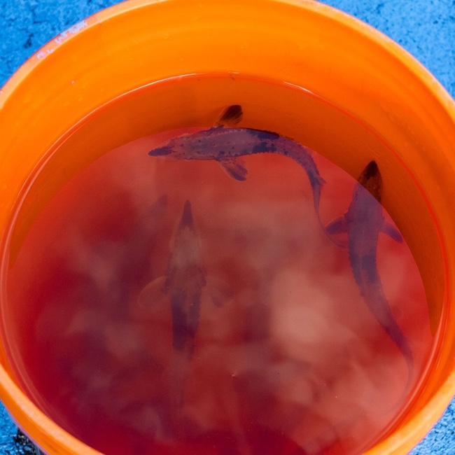 Help Release Lake Sturgeon into the River at CVNP