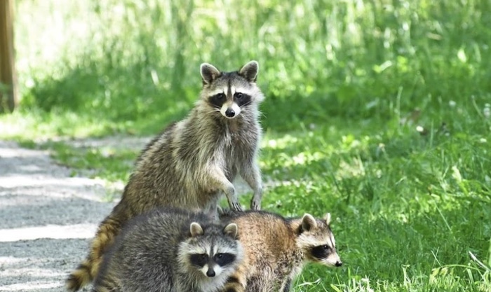 Explore Nature at Night at North Chagrin Nature Center