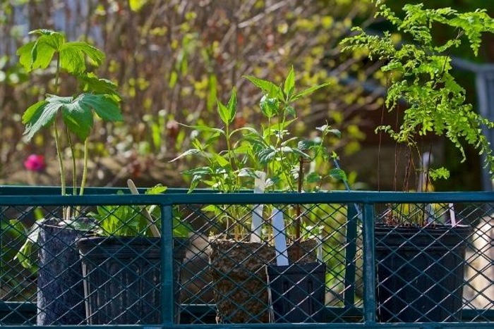Snag Some Plants for Fall Planting at Nature Center of Shaker Heights Native Perennials Sale