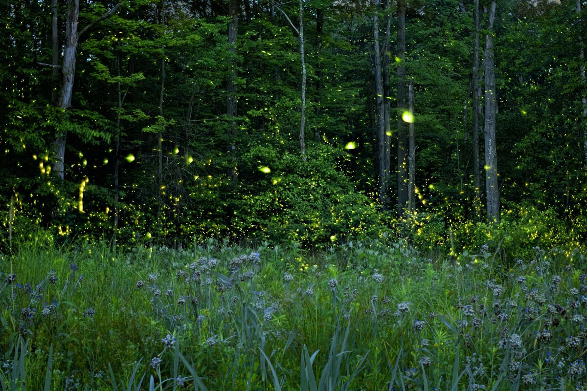 CVNP Program Explores the Science Behind Fireflies