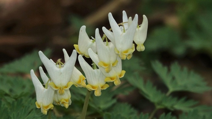 Take a Leisurely Walk to See Spring Wildflowers in the Geauga Metro Parks.