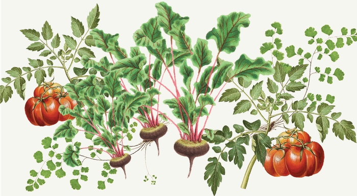 Cleveland Roots Hosts Plant Sale at Greenhouse in Clark-Fulton Neighborhood