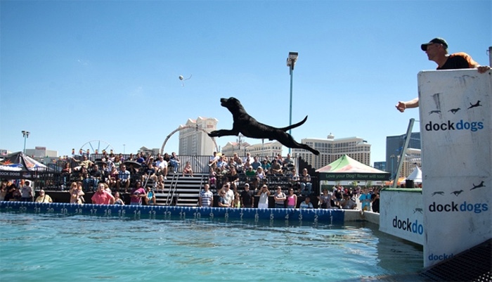 Dogs Are Invited to Put-in-Bay This Weekend for the Dog Bowl and Dock Dogs Competition