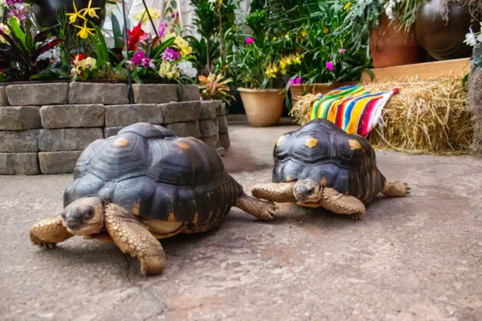Cleveland Botanical Garden Celebrates Two Tortoises’ 50th Birthdays