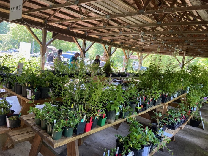 Pick Up Some Native Plants to Landscape Around Your House