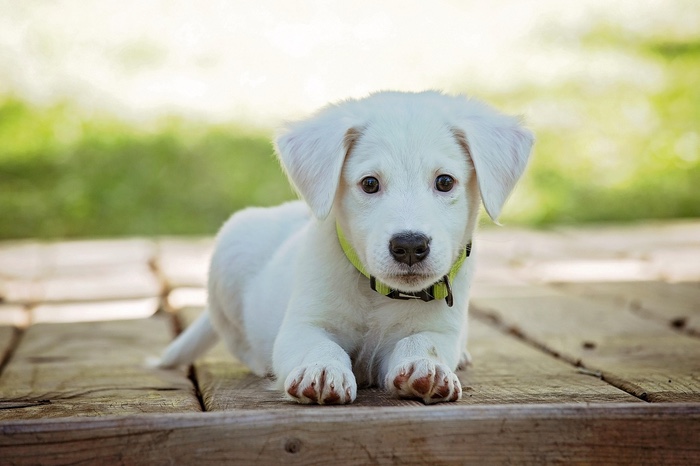 Spend an Evening Walking Nature Center Trails with Your Four-Legged Buddy