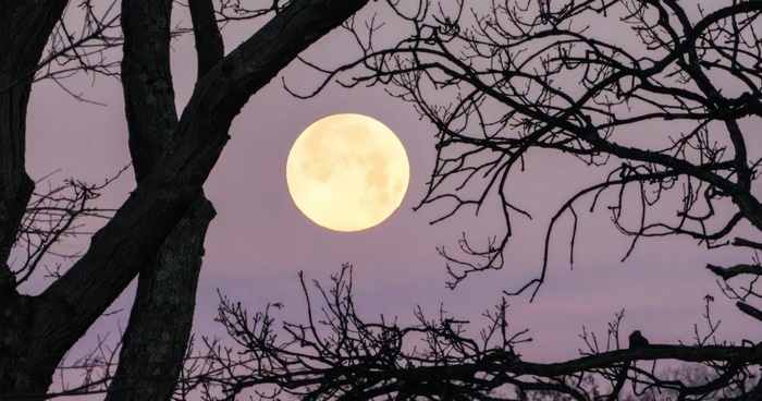 Take a Summer Solstice Walk in the Woods at Nature Center at Shaker Lakes