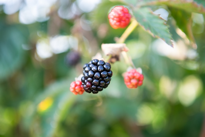 The Chef's Garden Throws a Celebration for Peak Blackberry Time