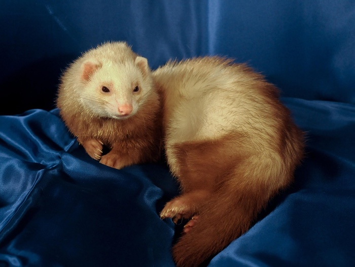 Bowl to Help Homeless Ferrets