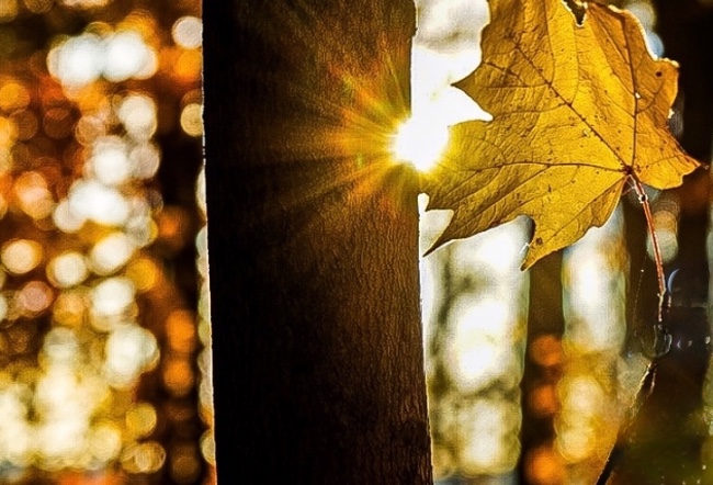 Loganberry Annex Presents Autumnal Work by Local Landscape Photographer Joseph Aber