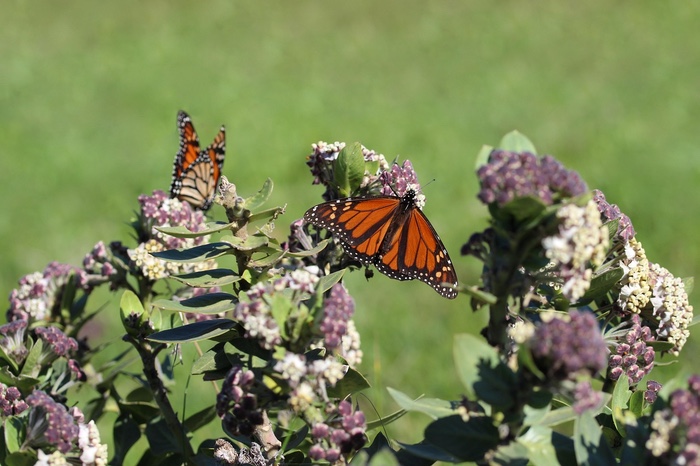 Join Geauga Park Naturalists for a Monarch Hike