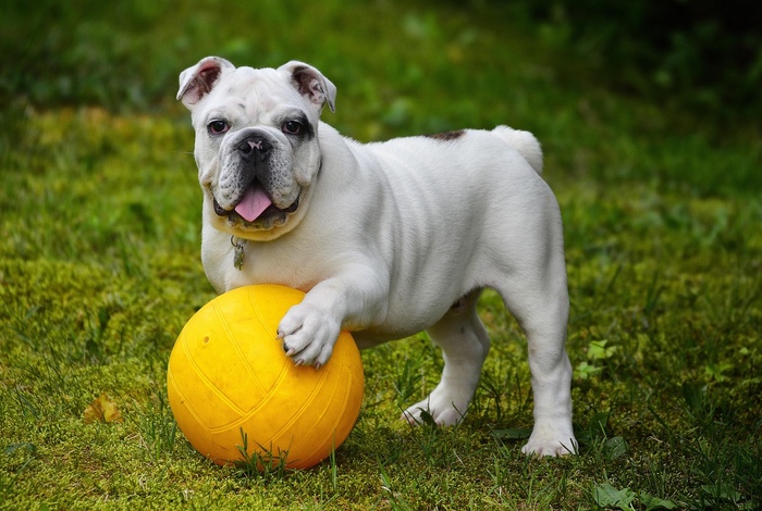 Bring Your Pup to Pandy's Garden Center for "Dog Days of Summer"